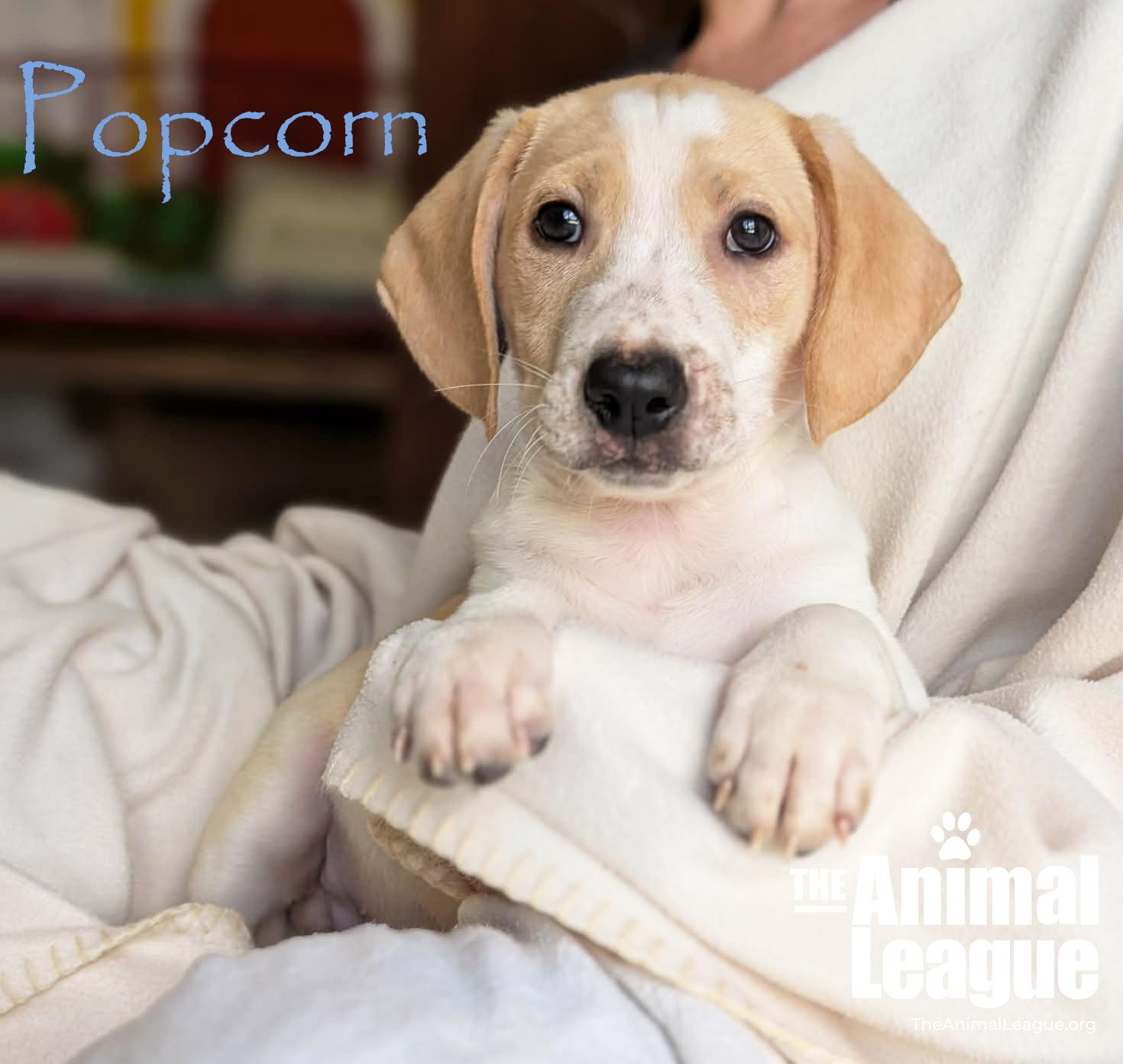 Popcorn, adopted, Puppy Male Beagle & Labrador Retriever.