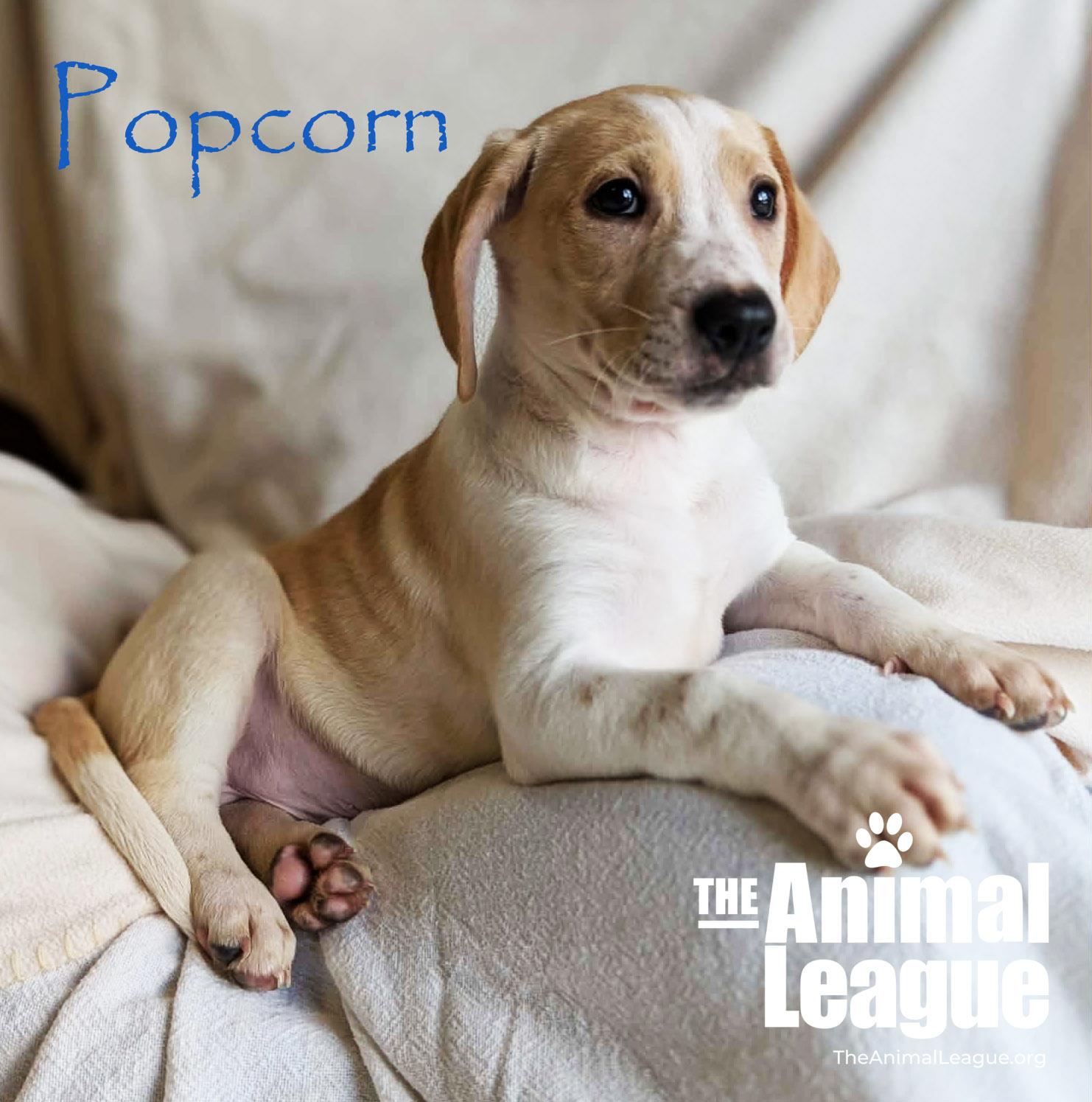 Enlarge Popcorn, an adopted mixed breed in Groveland, FL image 3/3