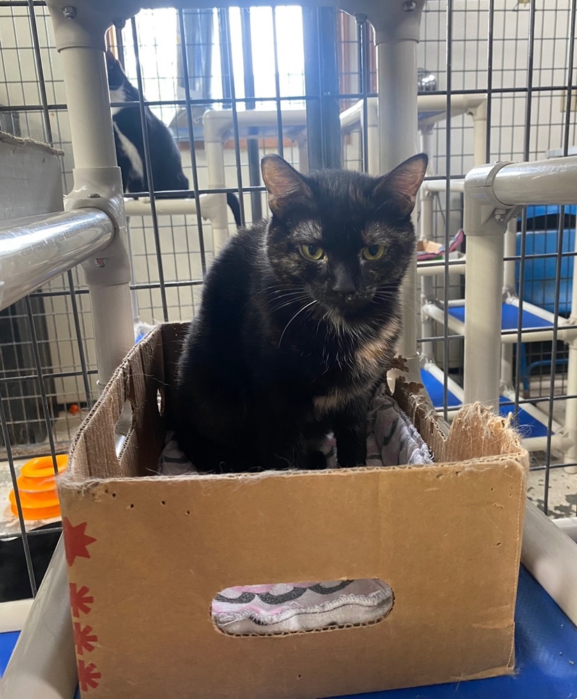 Reilly, Adoptable, Adult Female Domestic Short Hair.