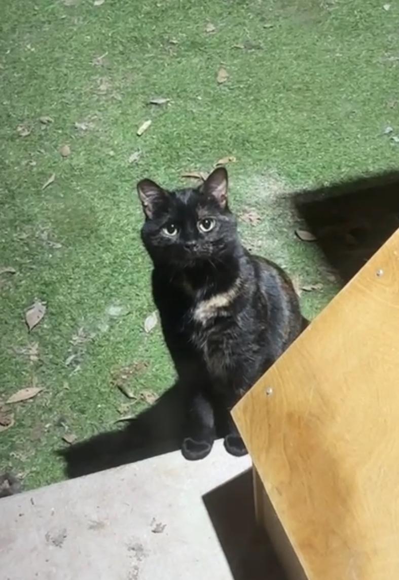 Enlarge Reilly, a Adoptable Domestic Short Hair in Okanogan, WA image 1/2