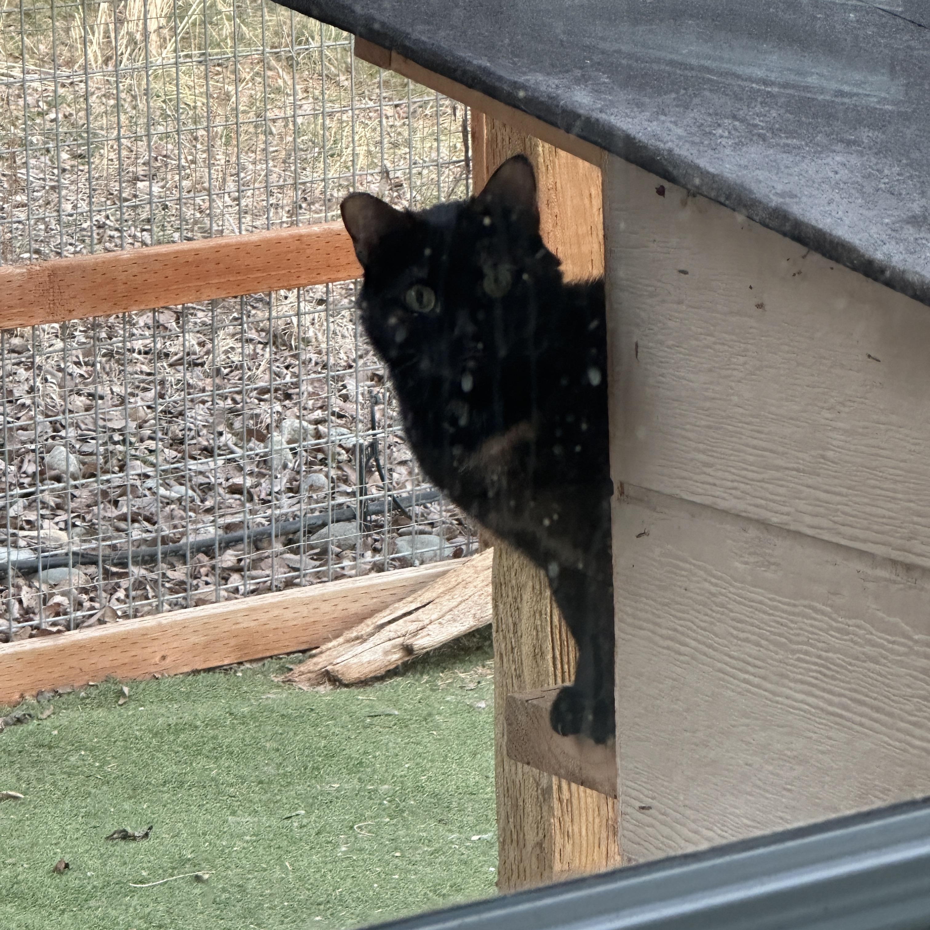 Enlarge Reilly, a Adoptable Domestic Short Hair in Okanogan, WA image 2/2