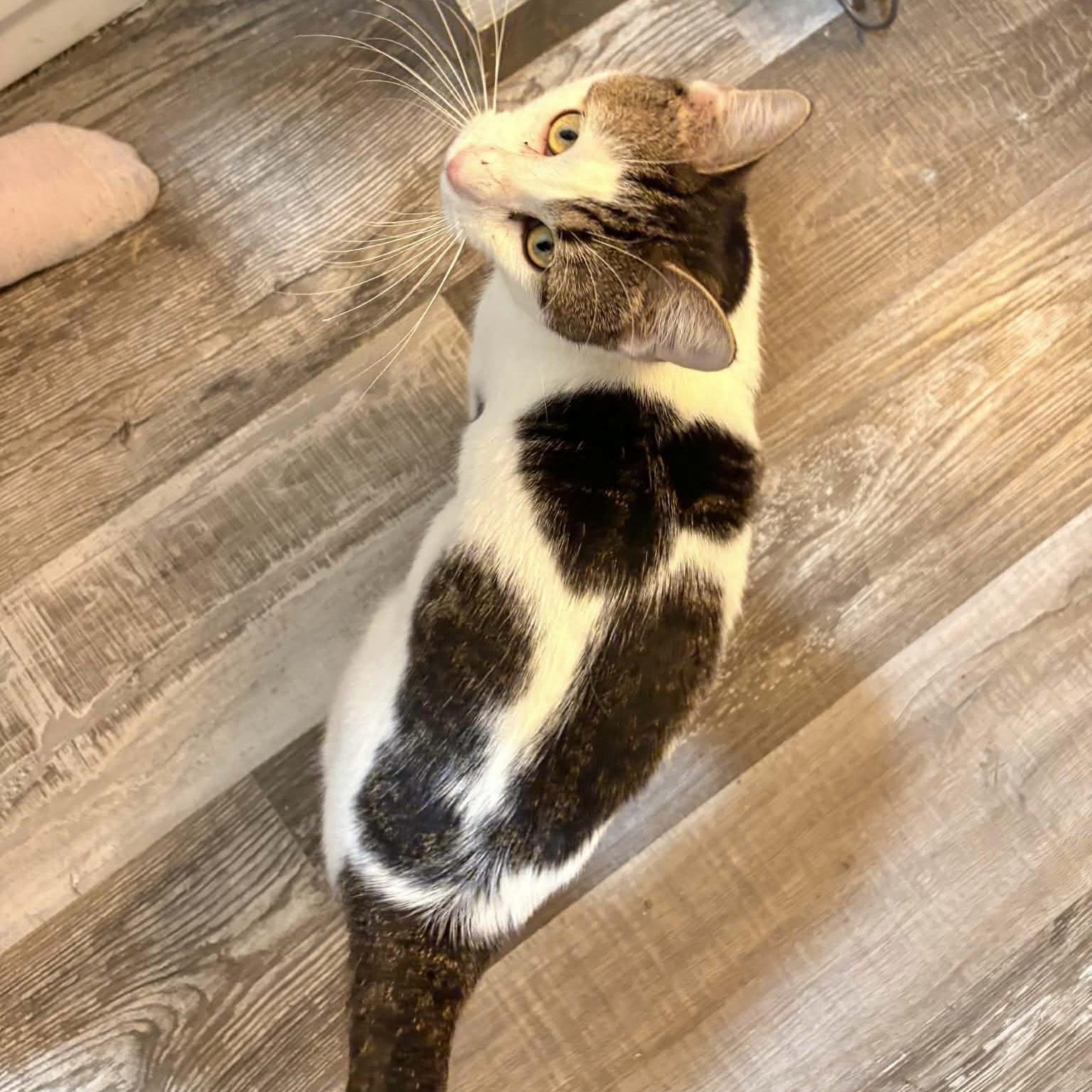 Enlarge Dave Donut, a ADOPTABLE Domestic Short Hair in Bentonville, AR image 6/6