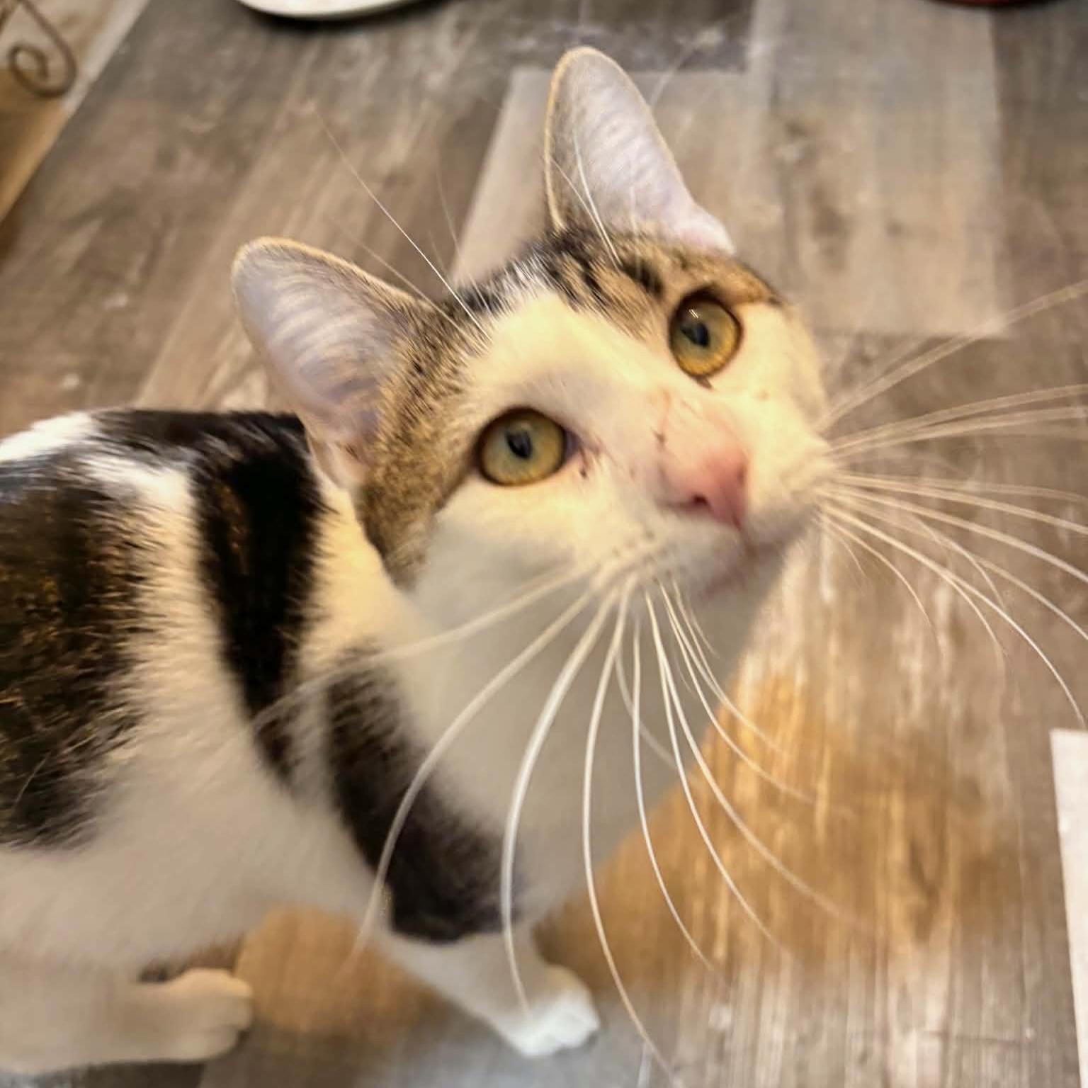 Enlarge Dave Donut, a ADOPTABLE Domestic Short Hair in Bentonville, AR image 5/6