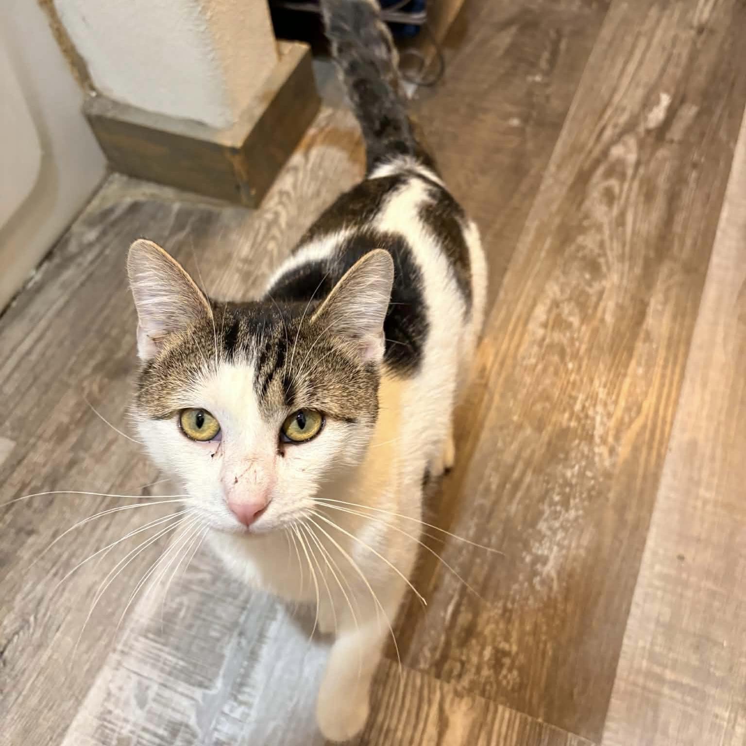 Enlarge Dave Donut, a ADOPTABLE Domestic Short Hair in Bentonville, AR image 4/6