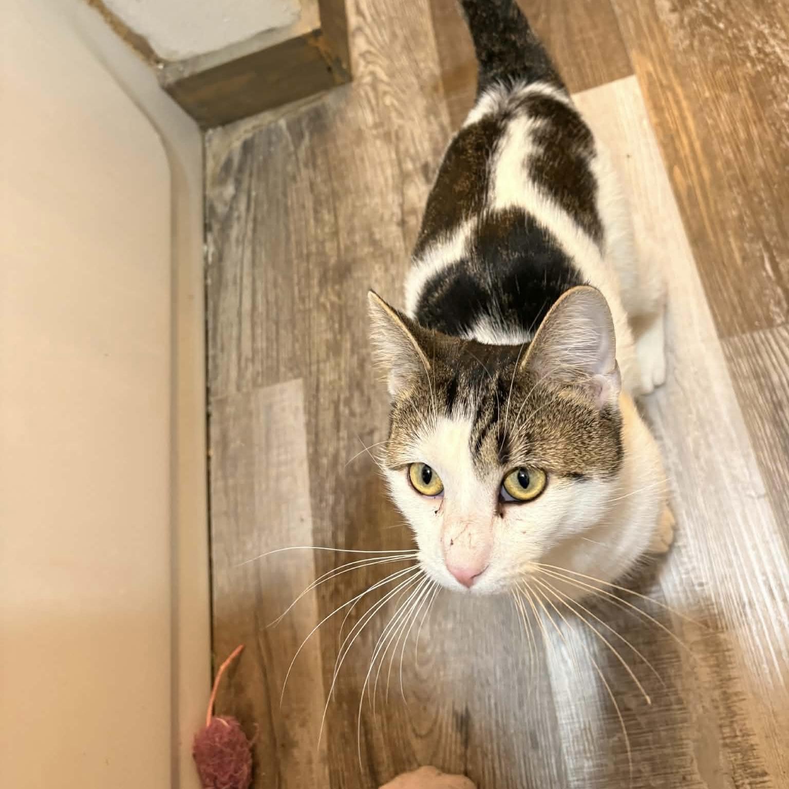 Enlarge Dave Donut, a ADOPTABLE Domestic Short Hair in Bentonville, AR image 3/6