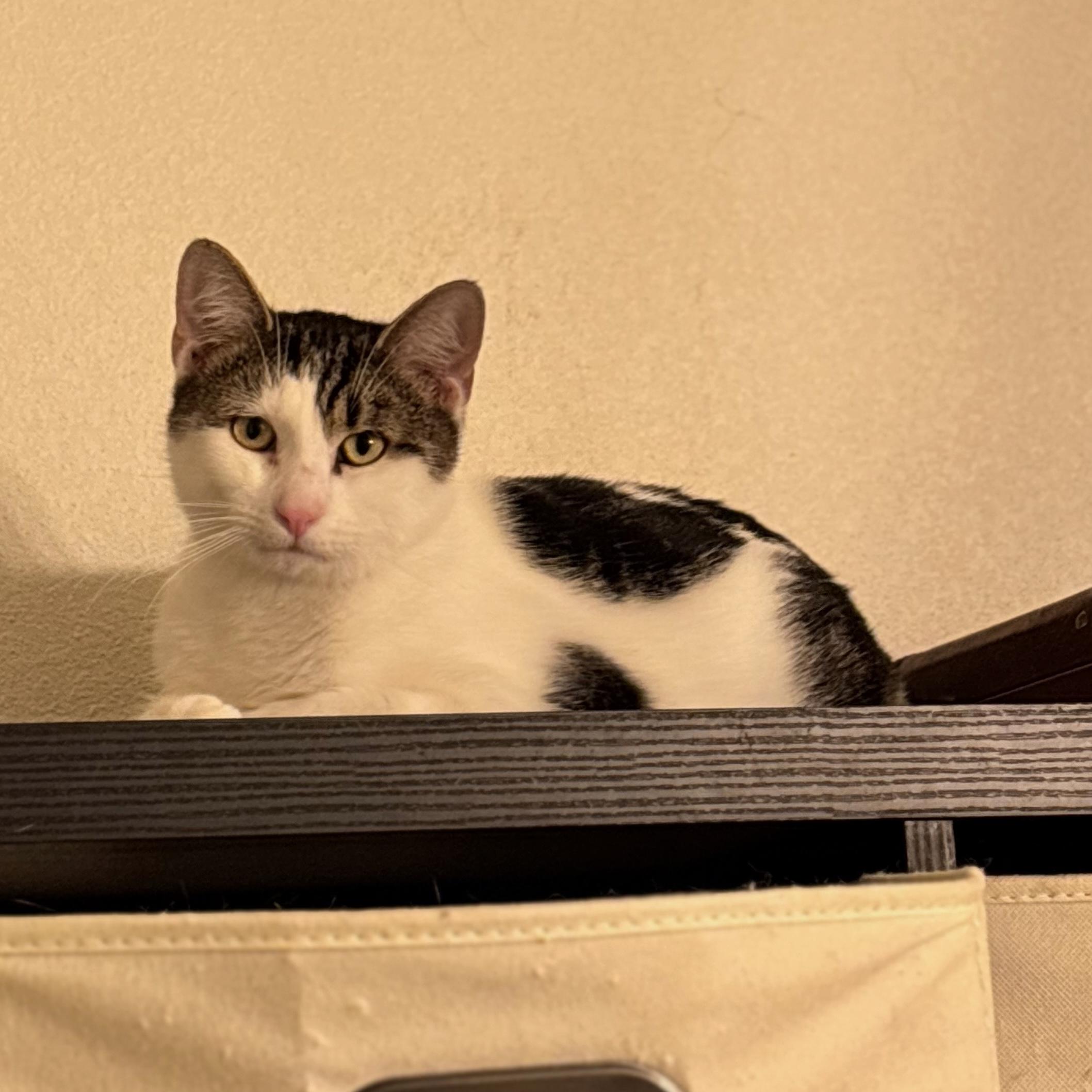 Dave Donut, ADOPTABLE, Young Male Domestic Short Hair.