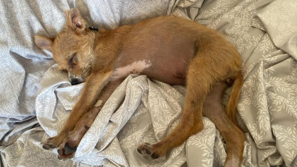 Cempi — thumbnail 4