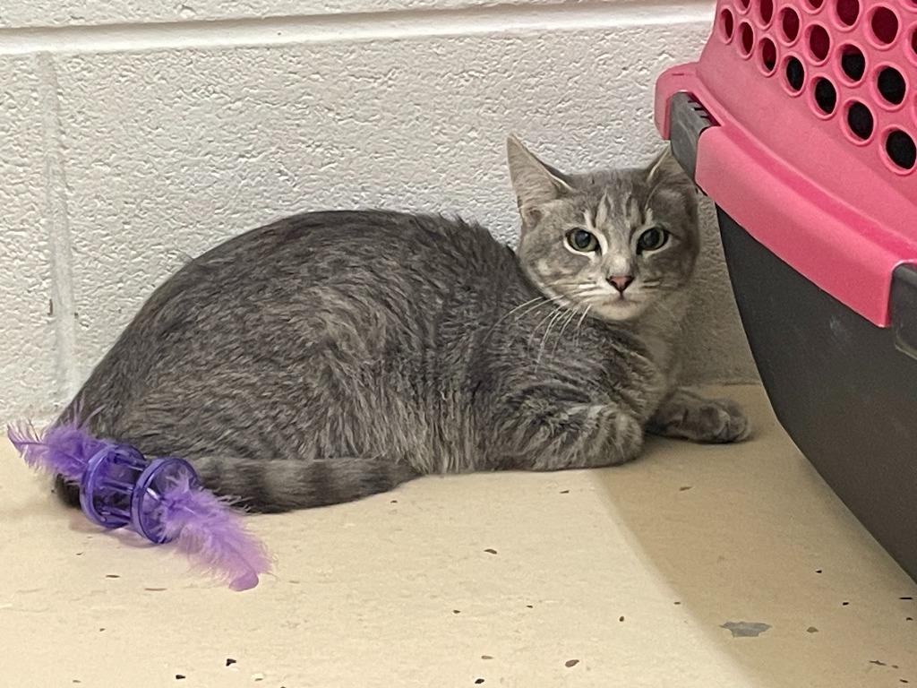 Enlarge Diamond, a Adoptable mixed breed in Crossville, TN image 2/2