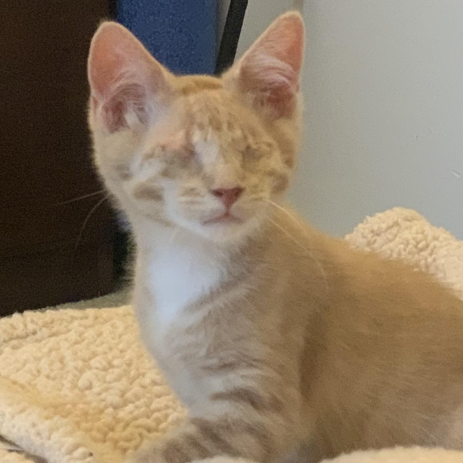 Biscuit, ADOPTABLE, Kitten Male Domestic Short Hair.