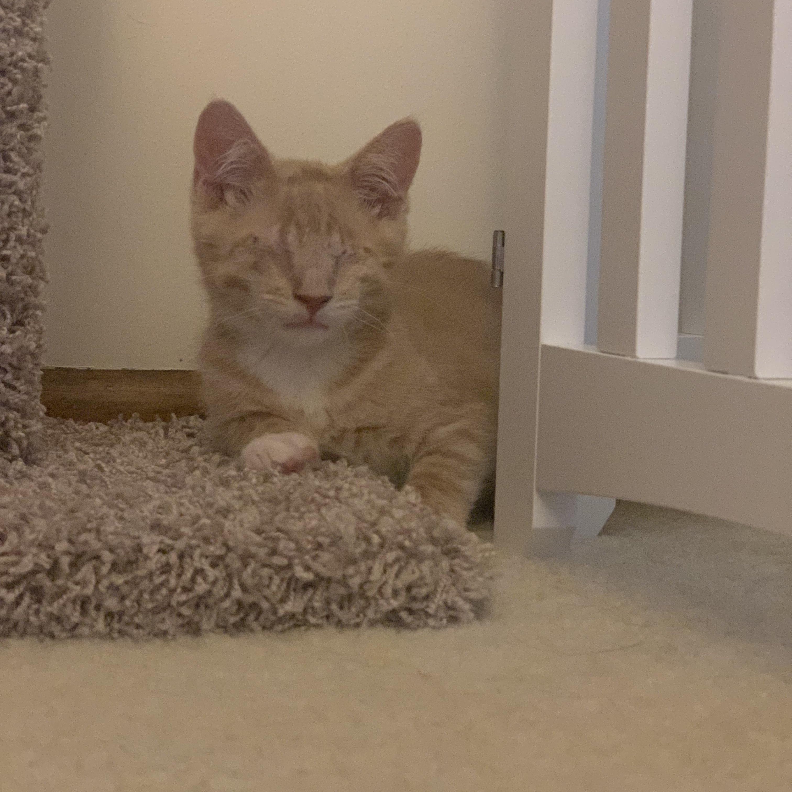 Biscuit, a ADOPTABLE Domestic Short Hair in Sewell, NJ image 2/3