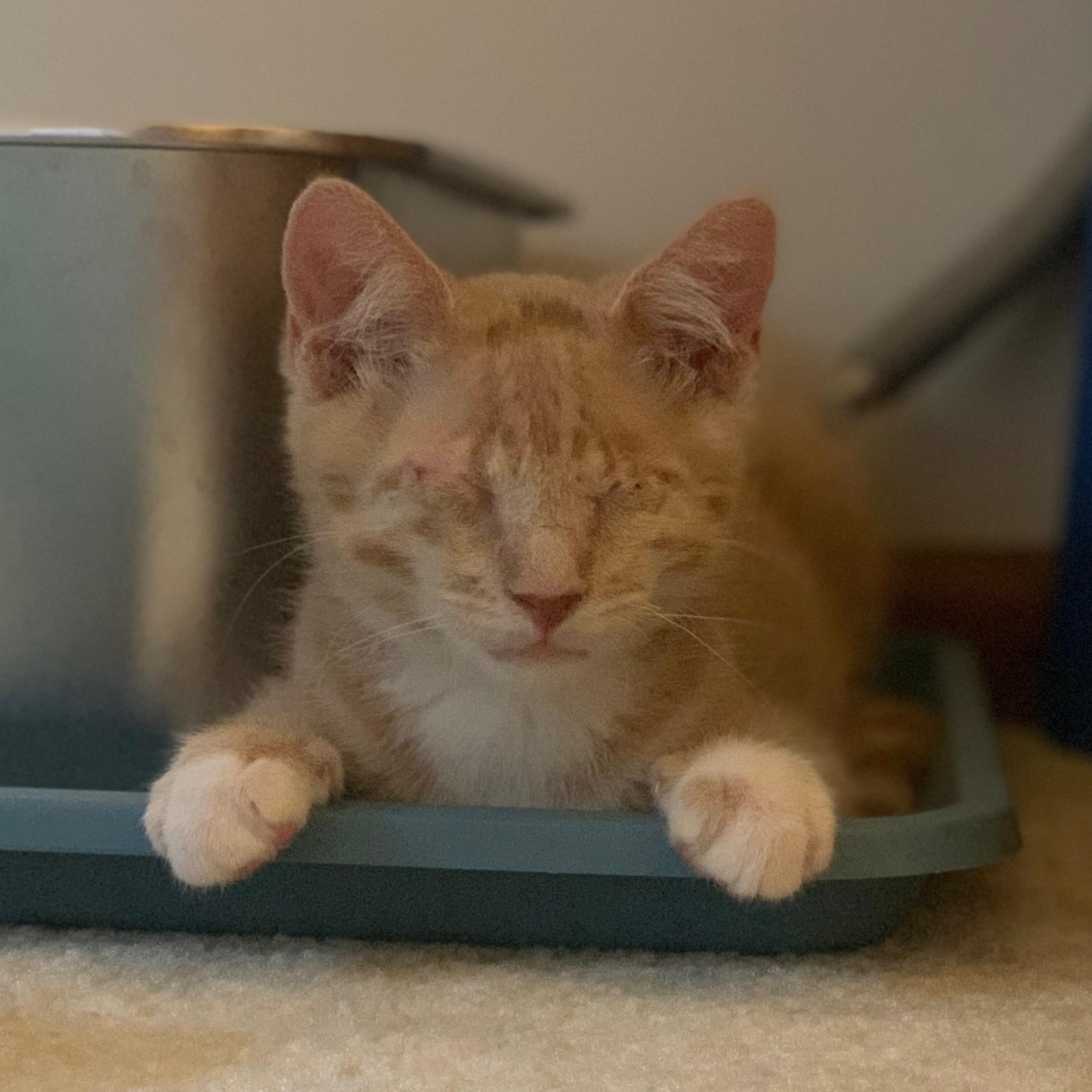 Biscuit, a ADOPTABLE Domestic Short Hair in Sewell, NJ image 3/3
