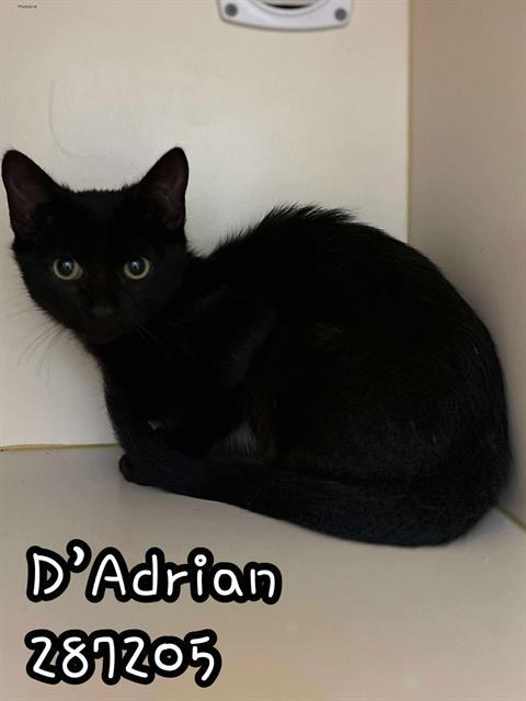 D'ADRIAN, Adoptable, Kitten Male Domestic Short Hair.