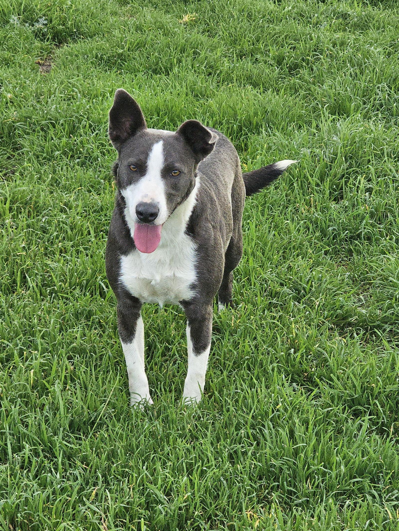 Enlarge SNEAKERS, a Adoptable Border Collie in Chico, CA image 2/3