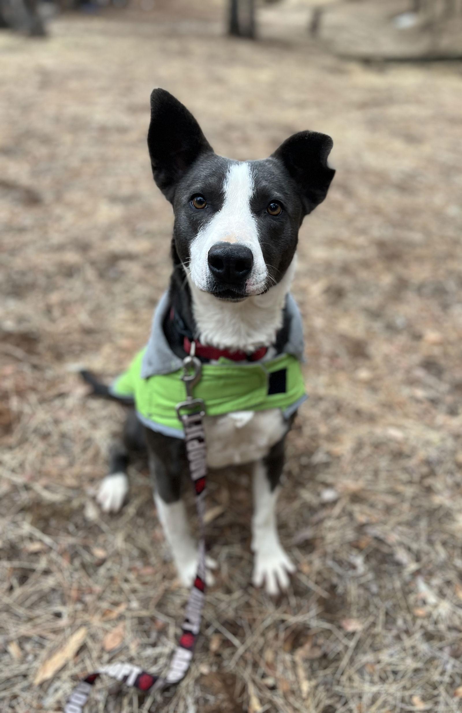 Enlarge SNEAKERS, a Adoptable Border Collie in Chico, CA image 3/3