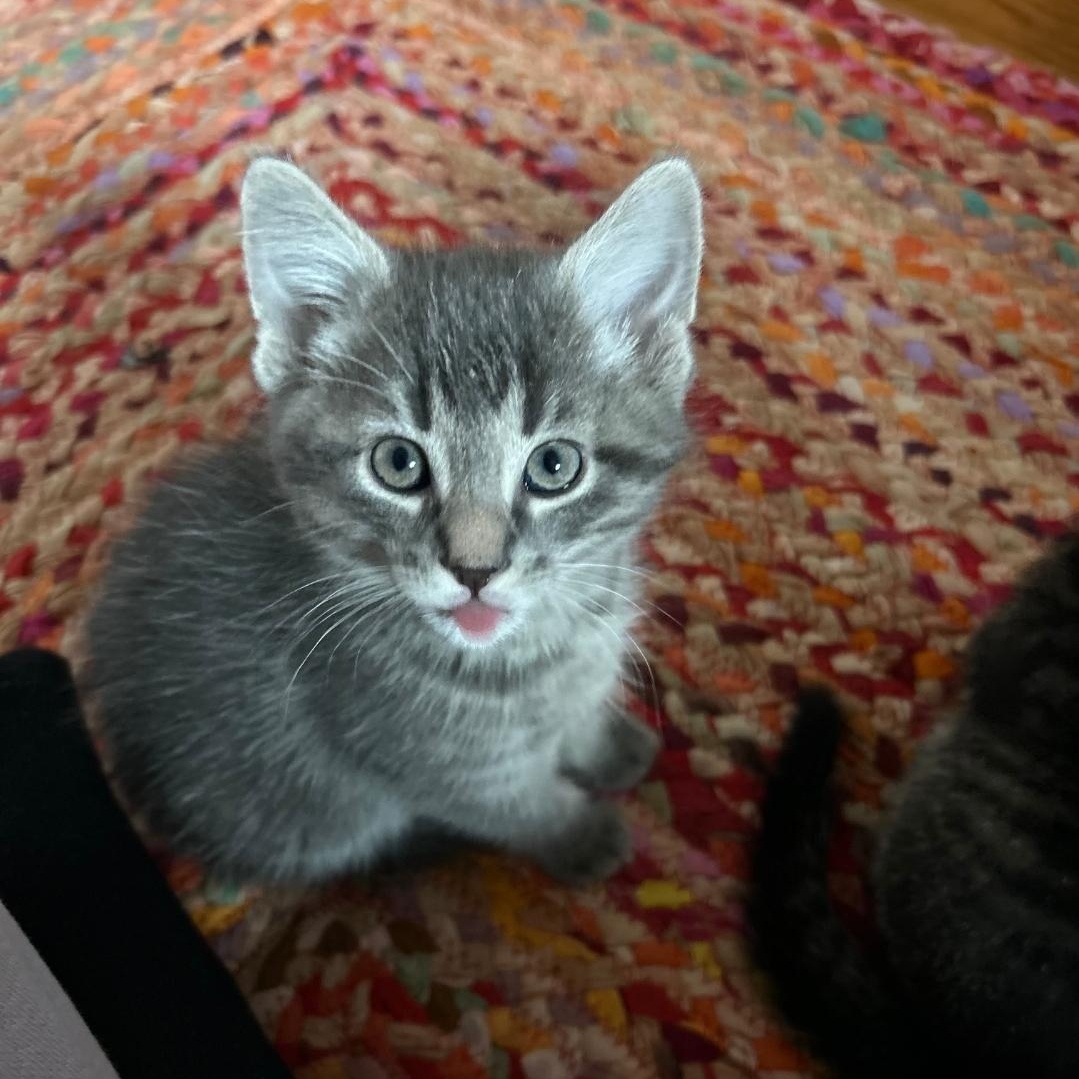 Enlarge Charles, a ADOPTABLE Domestic Short Hair in Chicago, IL image 1/2