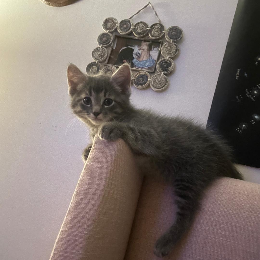 Enlarge Charles, a ADOPTABLE Domestic Short Hair in Chicago, IL image 2/2