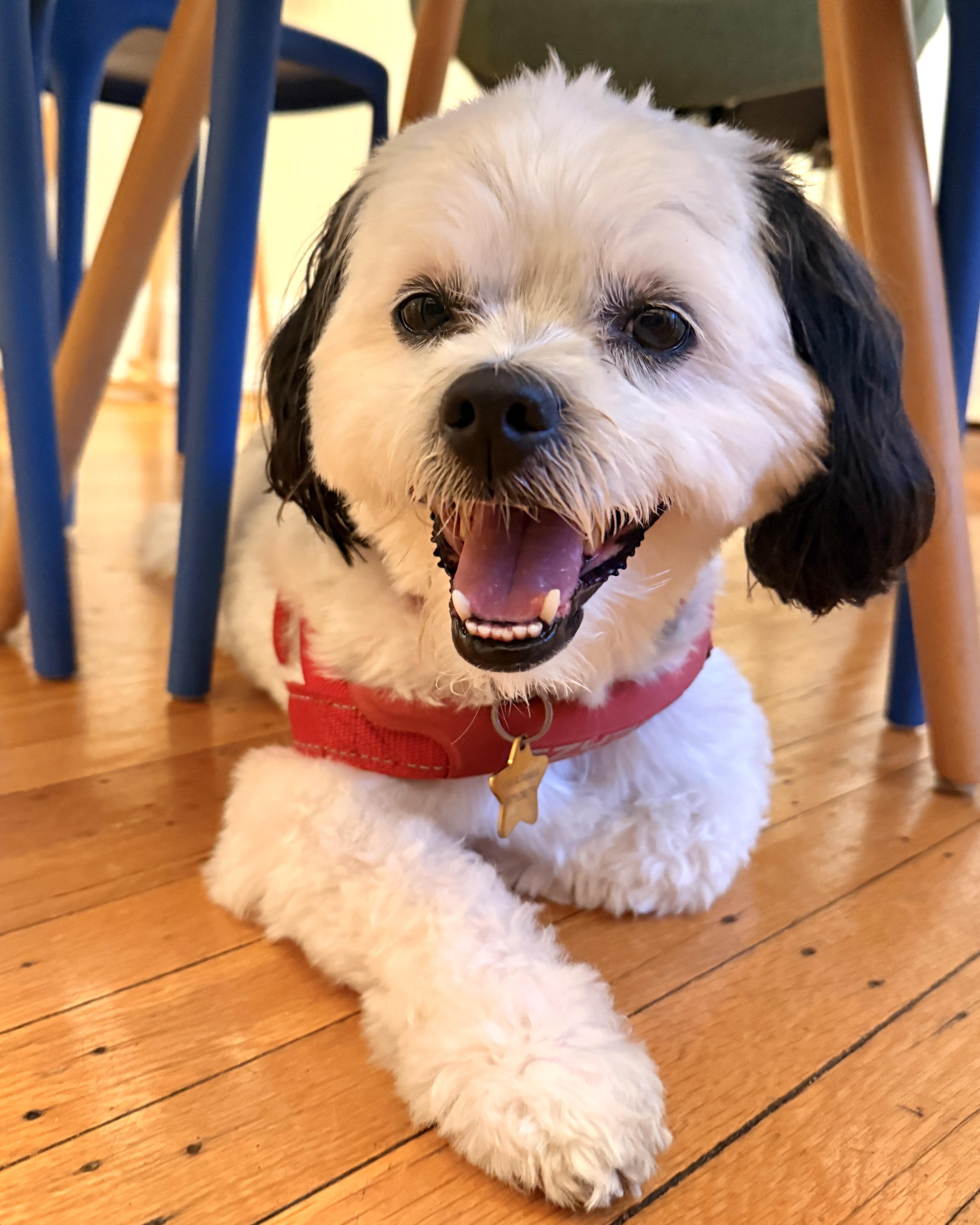 Enlarge Snoopy, a Adoptable mixed breed in New York, NY image 4/6