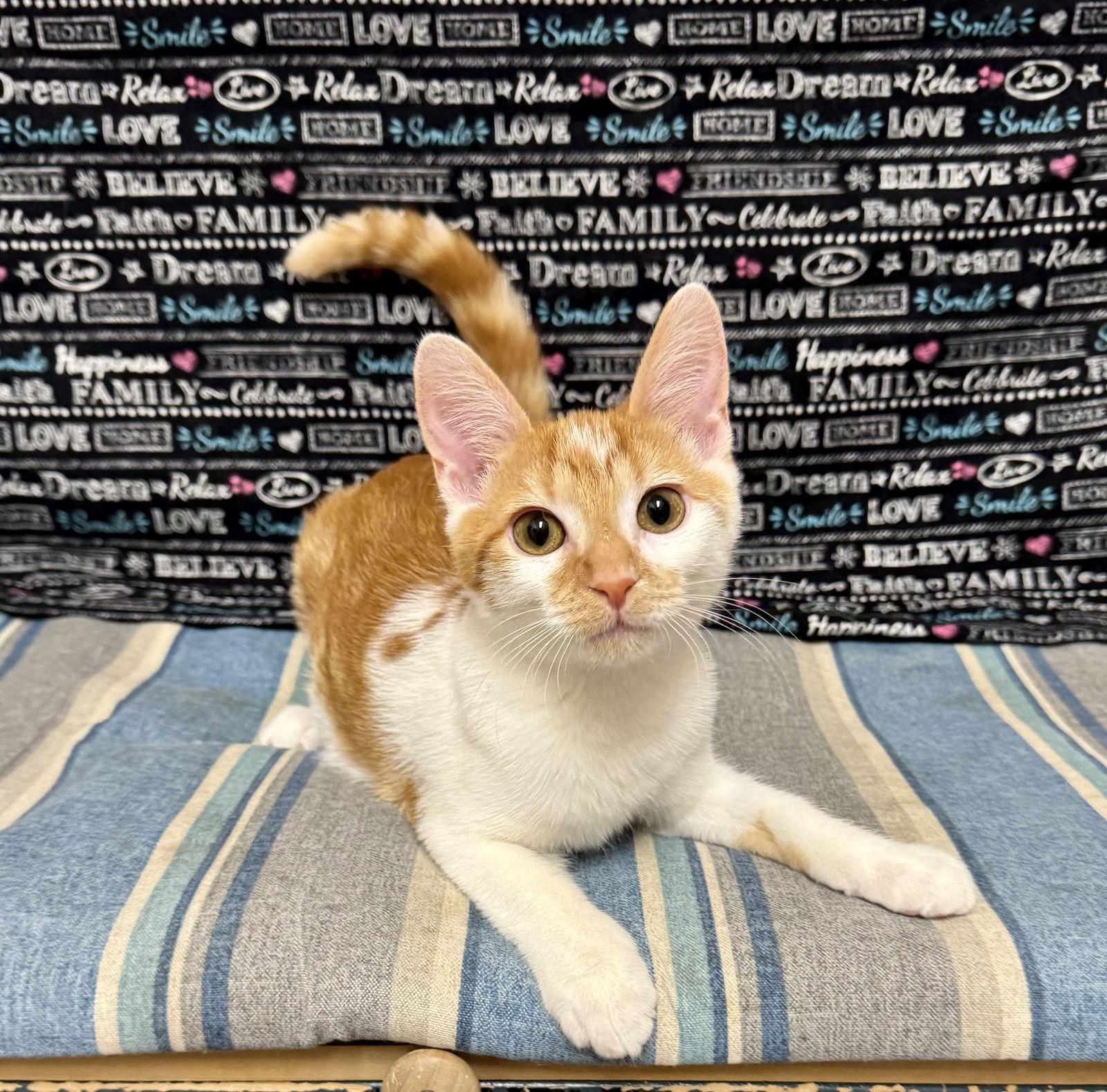 Mandy, Adopted, Young Female Domestic Short Hair.