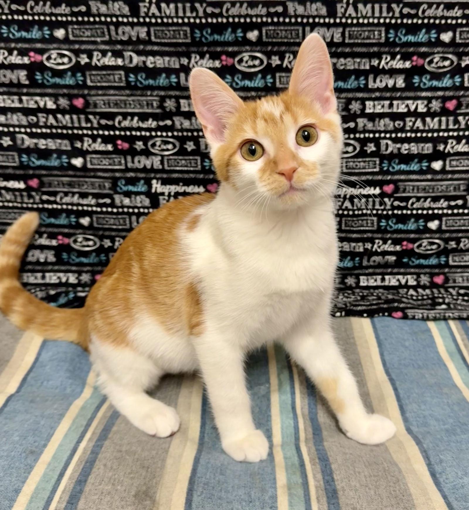 Enlarge Mandy, a Adopted Domestic Short Hair in Newtown Square, PA image 2/3