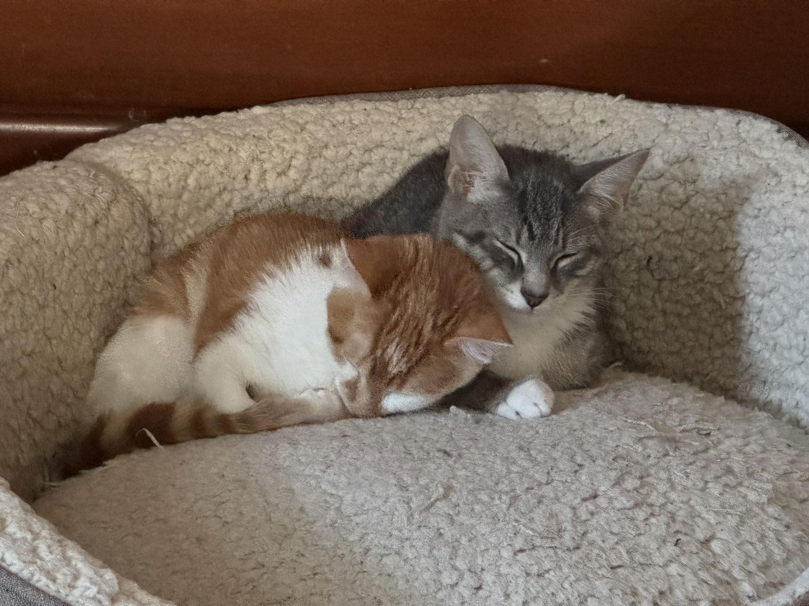 Enlarge Mandy, a Adopted Domestic Short Hair in Newtown Square, PA image 3/3