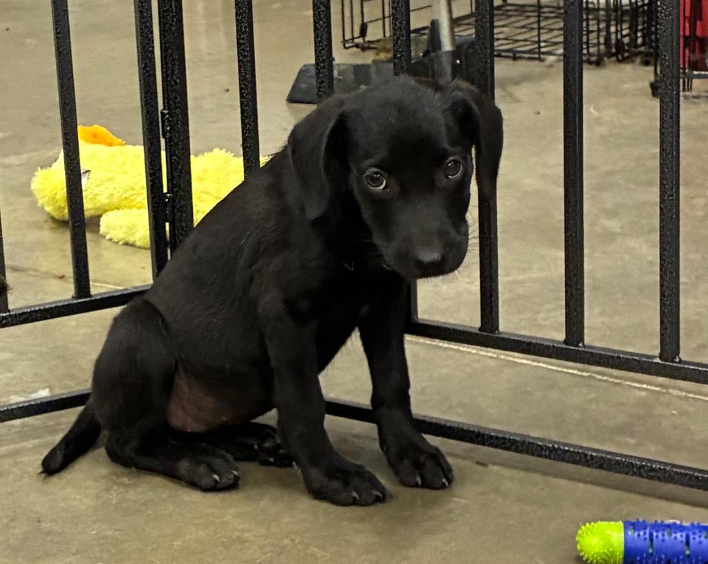 Reebok, Adoptable, Puppy Female Labrador Retriever & Australian Cattle Dog / Blue Heeler.