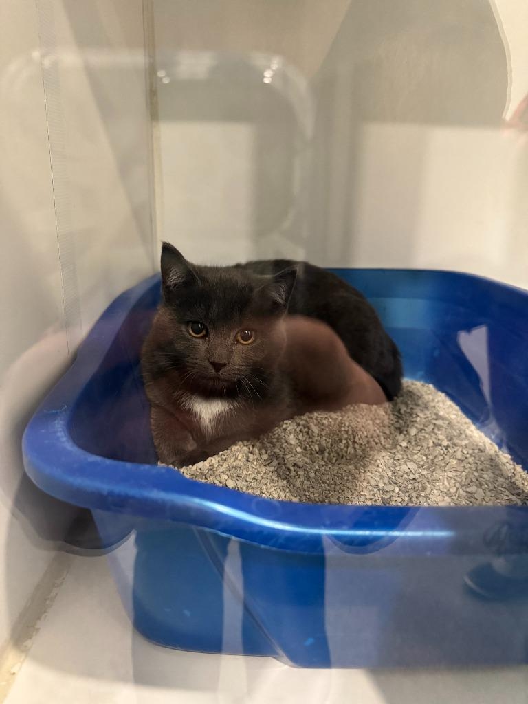 Montana, Adoptable, Kitten Female Domestic Short Hair.