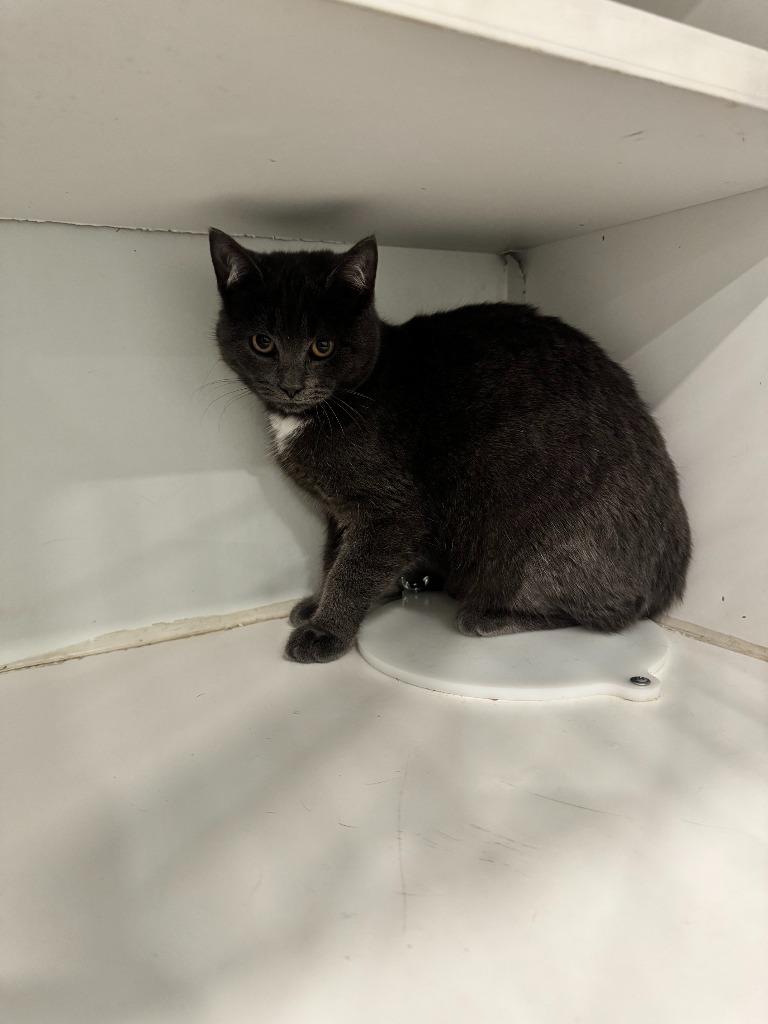 Montana, a Adoptable mixed breed in Lunenburg, VT image 2/2