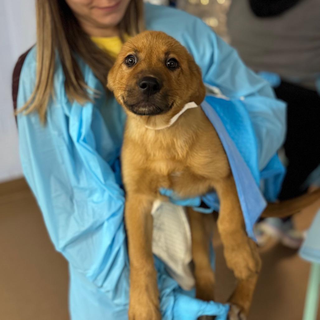 Pancake, Adoptable, Puppy Male Mixed Breed.