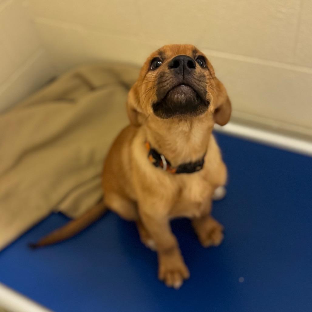 Pancake, Adoptable, Puppy Male Mixed Breed.