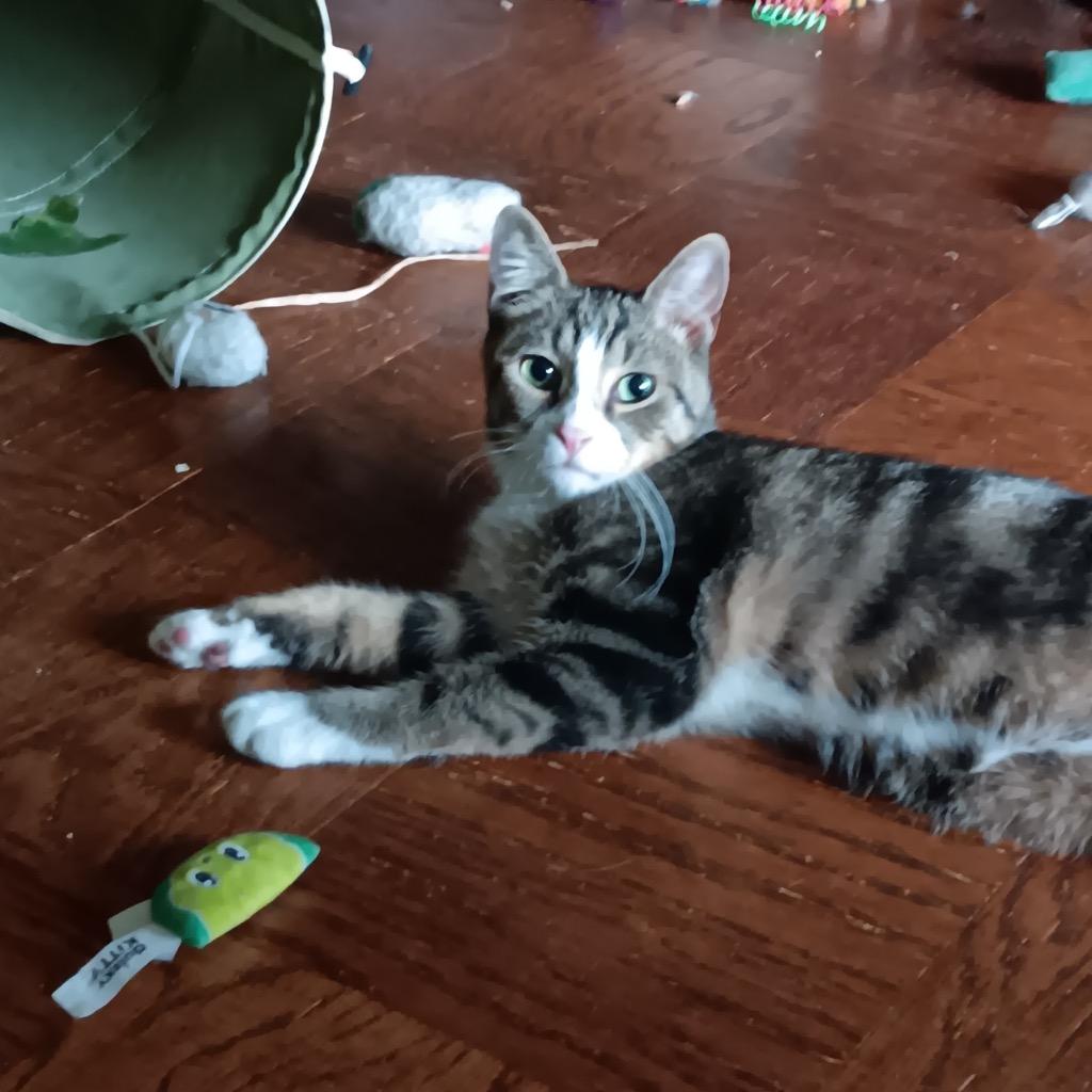 Diane (and Mateo), Adoptable, Young Female Domestic Short Hair.