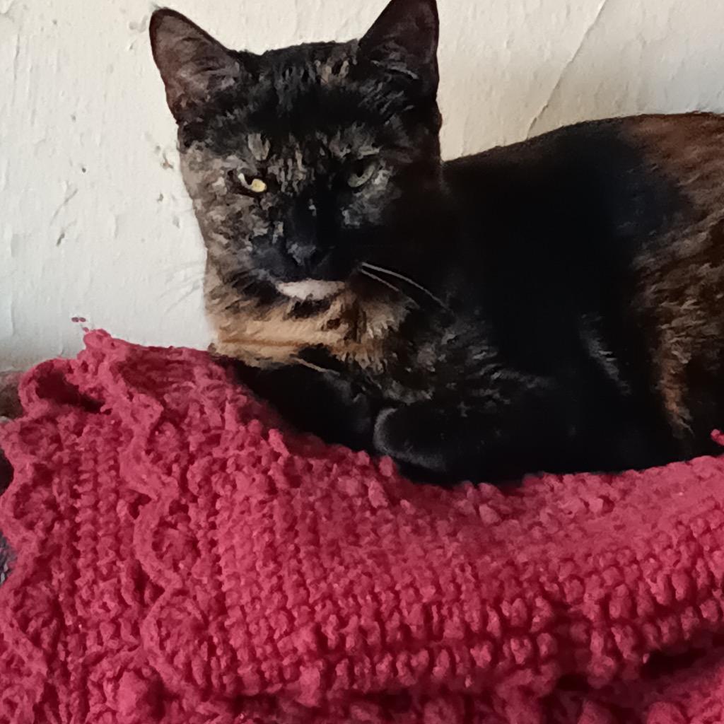 Diane (and Mateo), Adoptable, Young Female Domestic Short Hair.