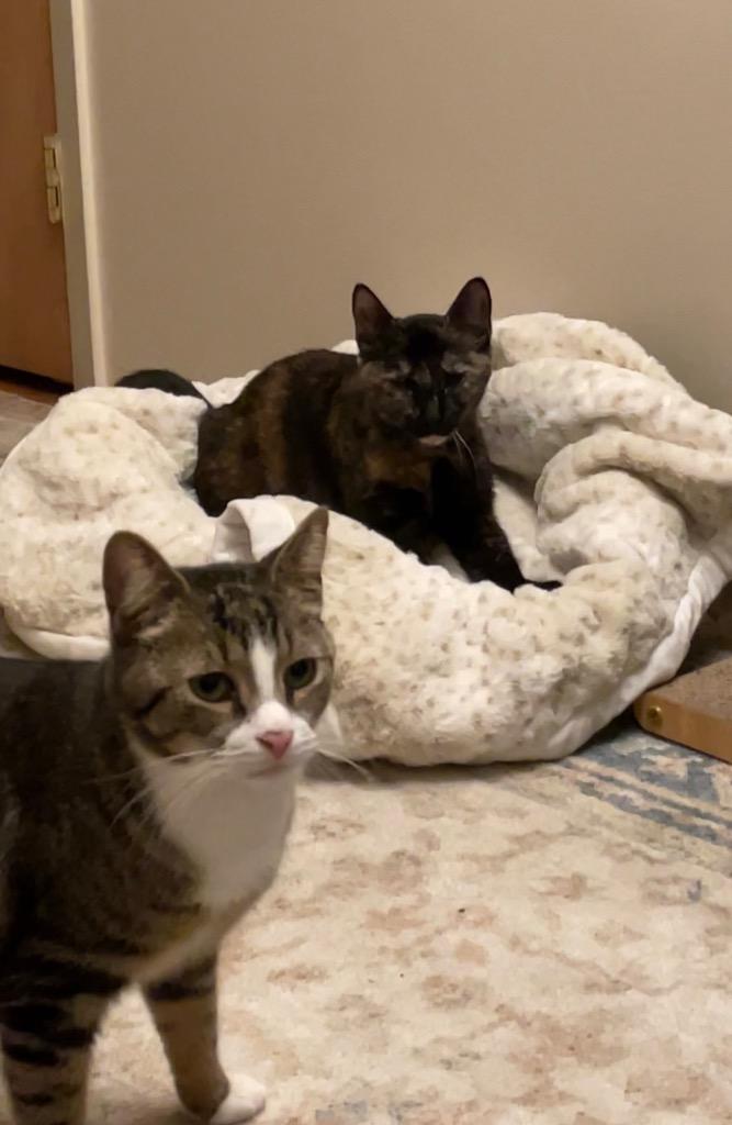 Enlarge Diane (and Mateo), a Adoptable mixed breed in New York, NY image 4/6