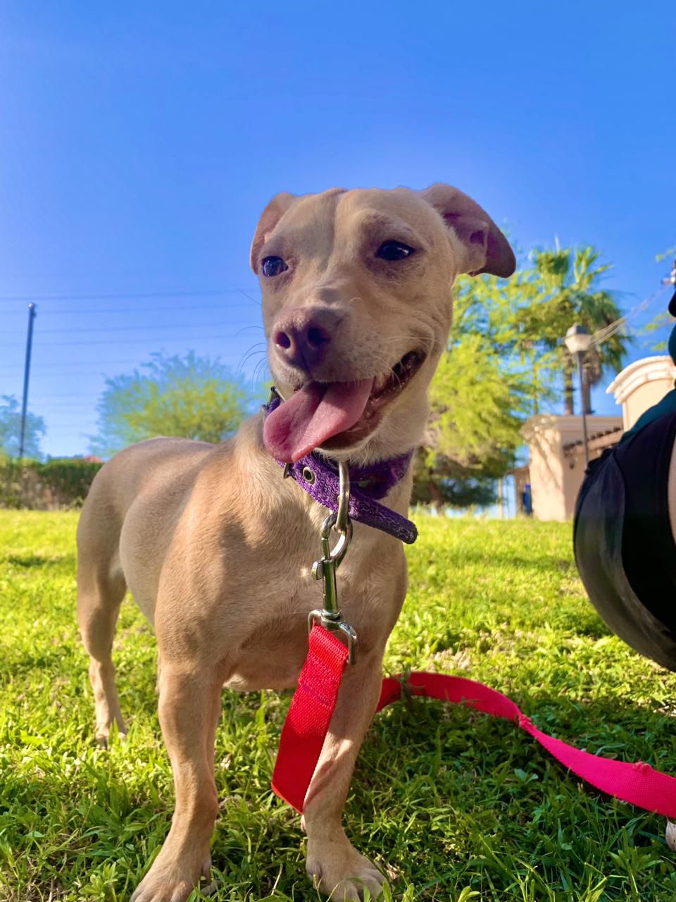 Enlarge Cherry, a Adoptable mixed breed in San Clemente , CA image 3/6