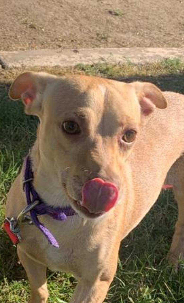 Cherry, Adoptable, Adult Female Chihuahua & Mixed Breed.