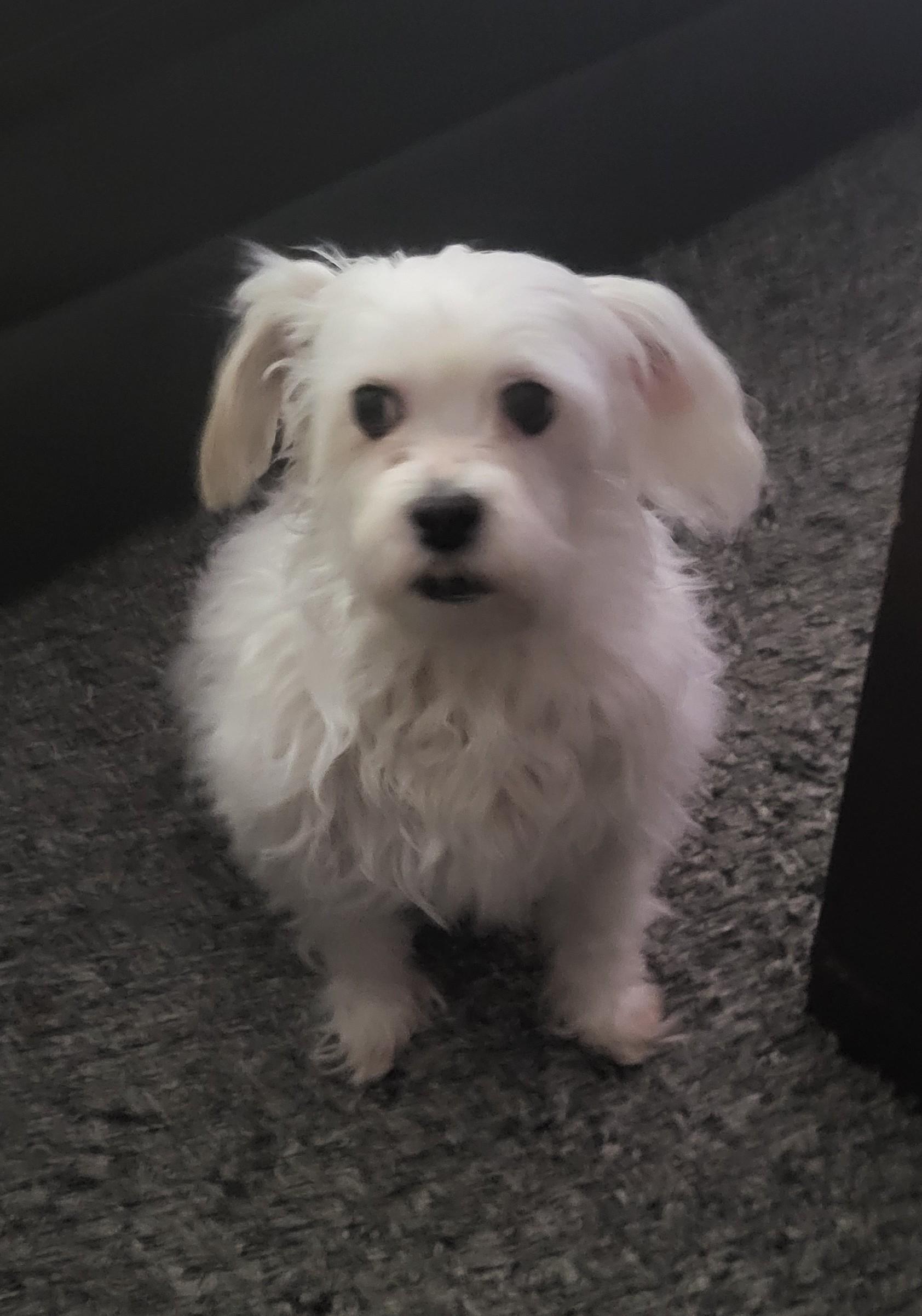 Layla, a Adoptable mixed breed in Niagara Falls, ON image 2/4