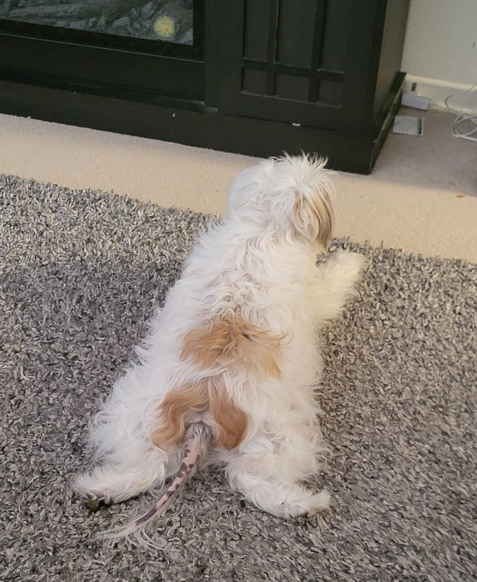 Layla, a Adoptable mixed breed in Niagara Falls, ON image 3/4