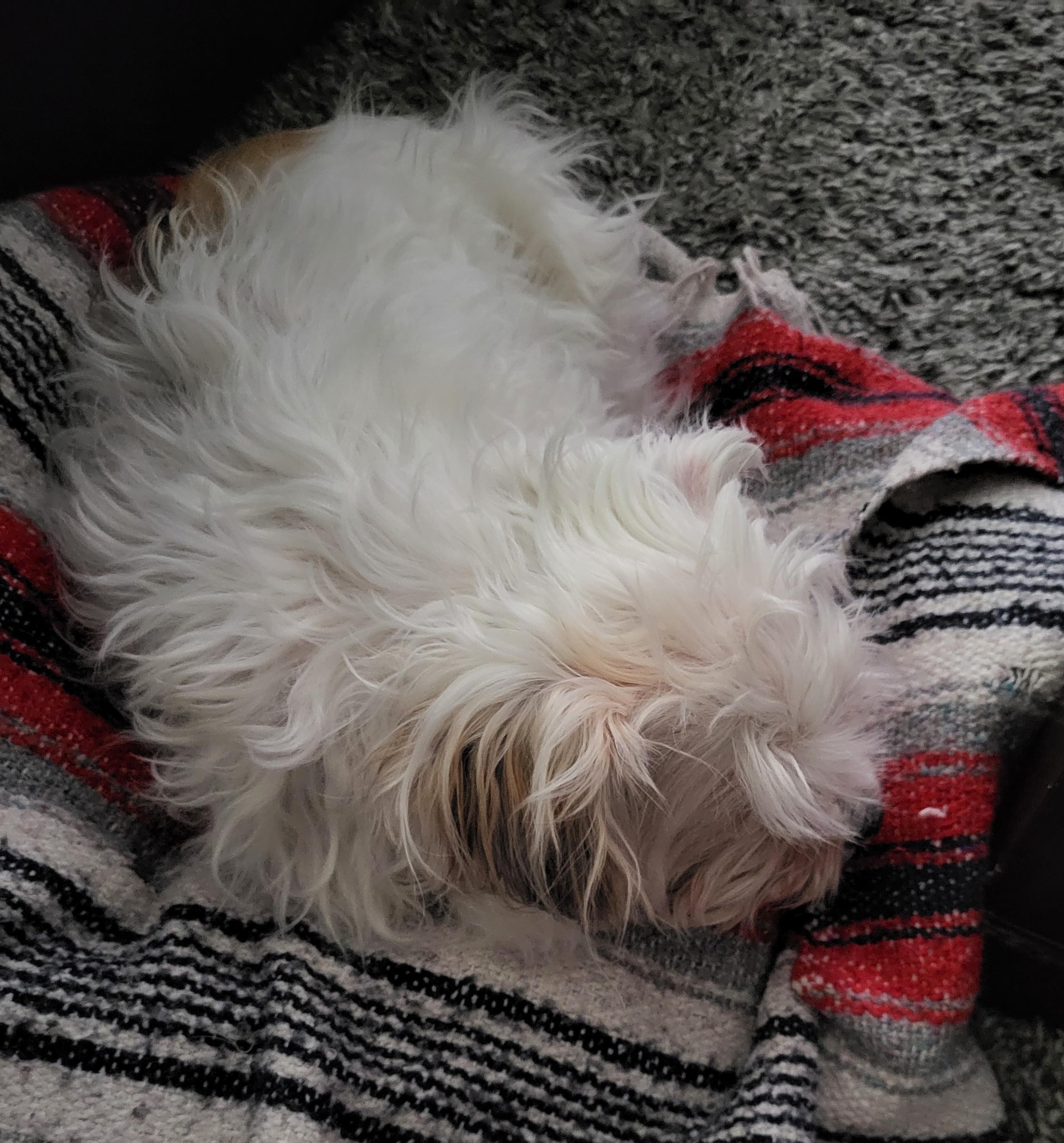 Layla, a Adoptable mixed breed in Niagara Falls, ON image 4/4