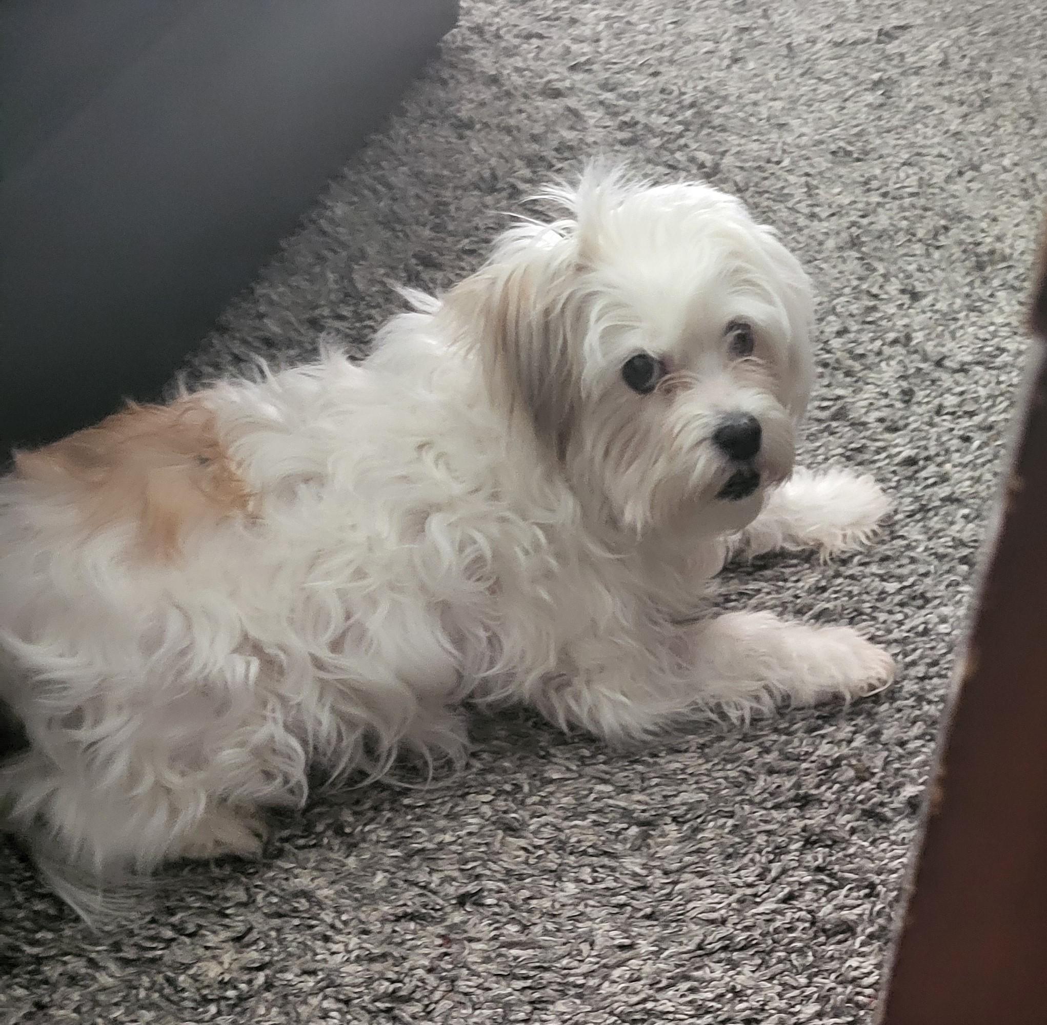 Layla, Adoptable, Senior Female Maltipoo & Yorkie Poo.