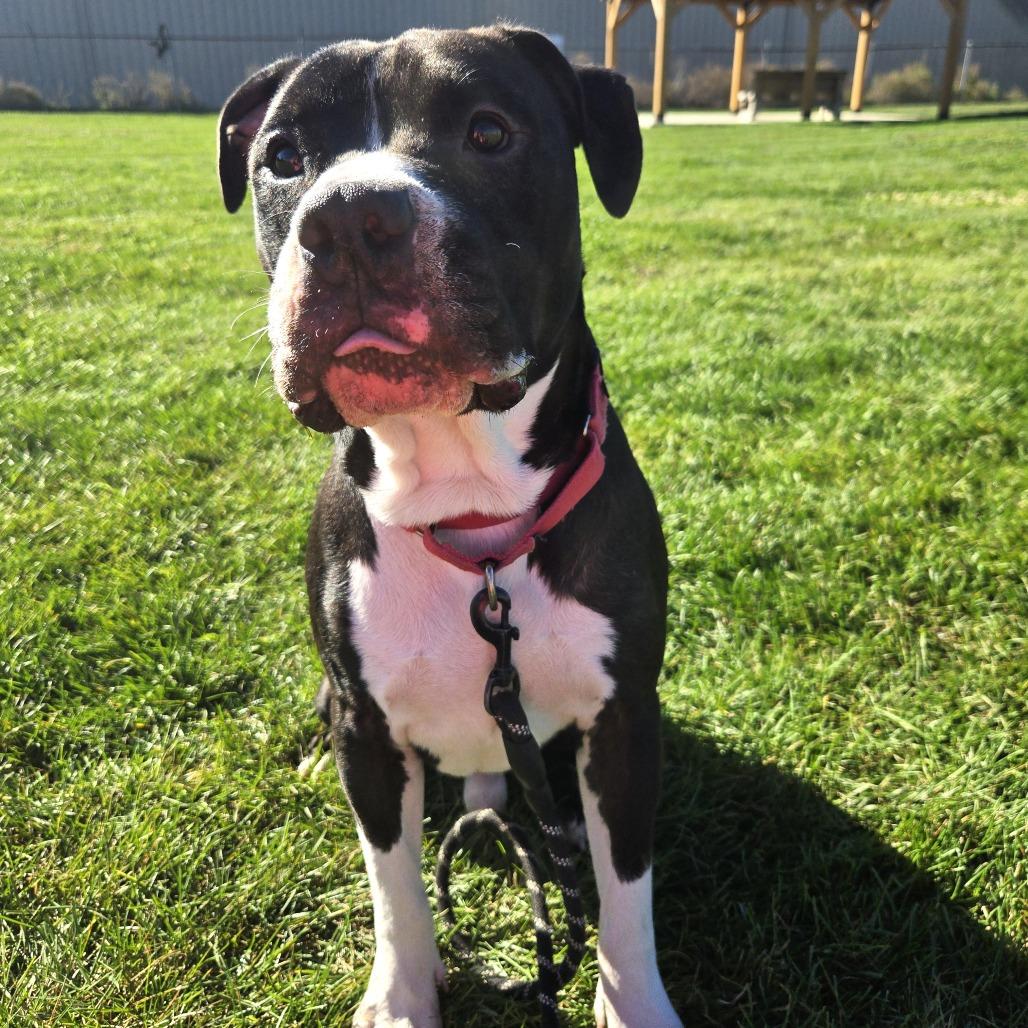 Mr. Pickles, Adoptable, Adult Male Pit Bull Terrier & Mixed Breed.