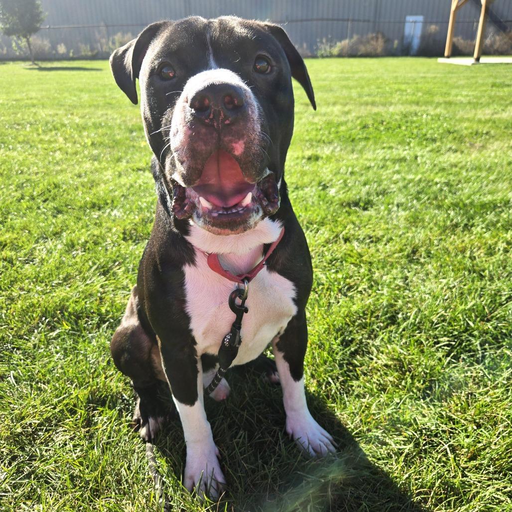 Enlarge Mr. Pickles, a Adoptable mixed breed in Champaign, IL image 2/3