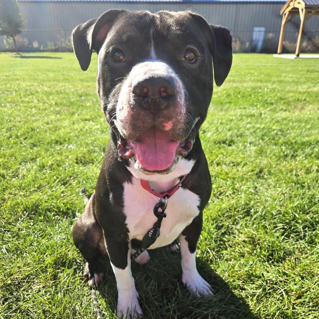 Enlarge Mr. Pickles, a Adoptable mixed breed in Champaign, IL image 3/3