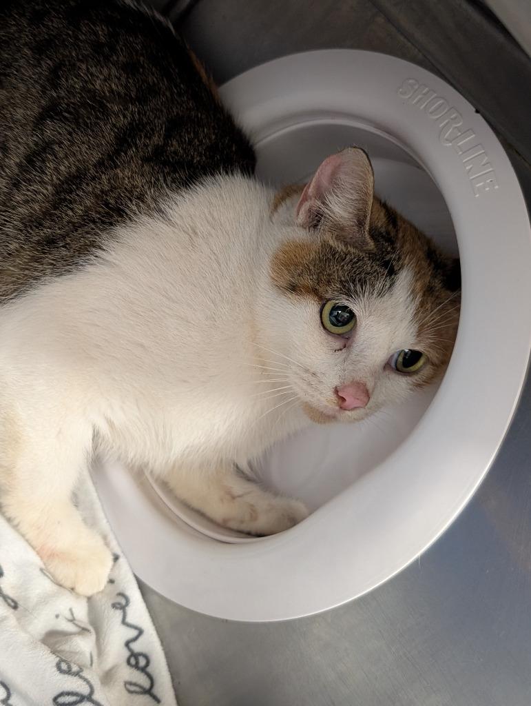 Sugar, Adoptable, Kitten Female Domestic Short Hair.