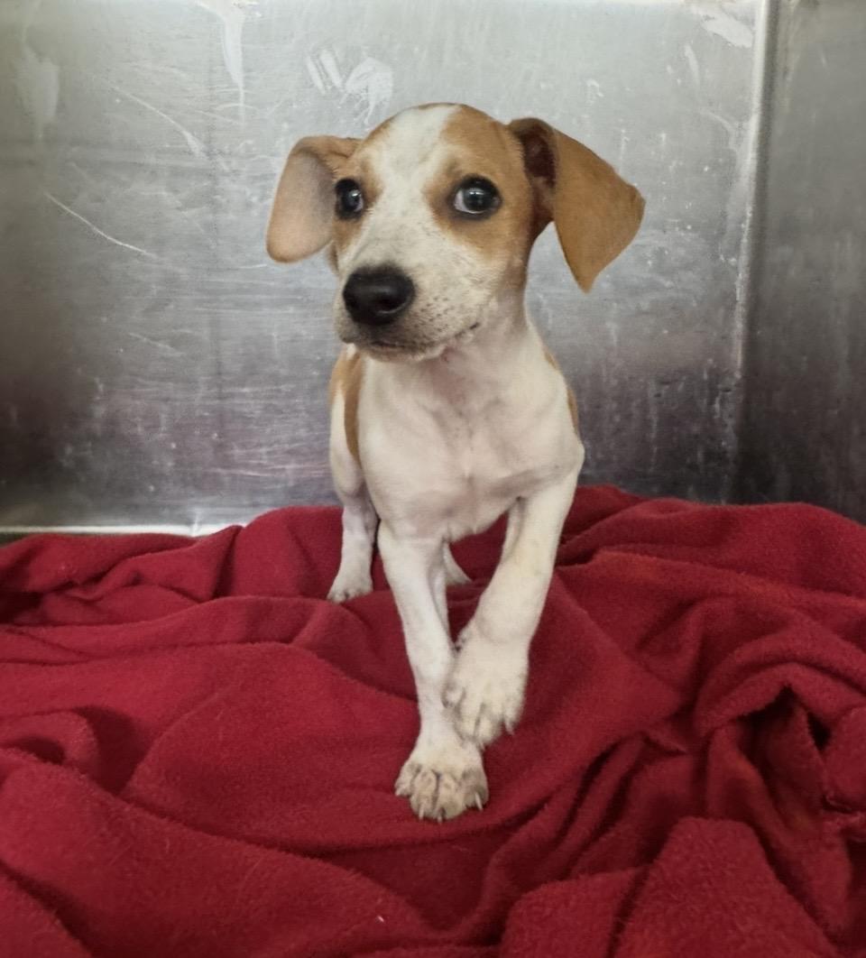 Parker, a Adoptable mixed breed in Pensacola, FL image 2/2