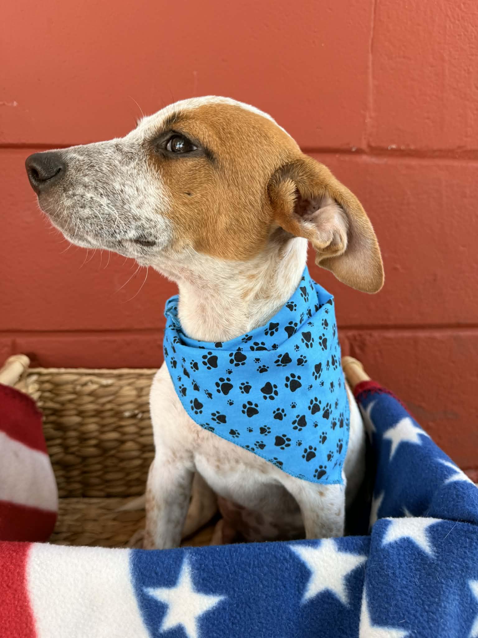 Parker, a Adoptable mixed breed in Pensacola, FL image 3/3