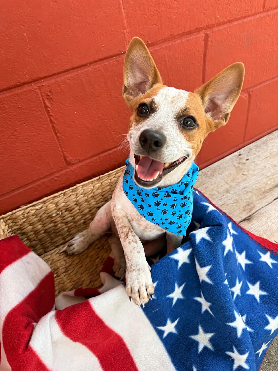 Parker, Adoptable, Puppy Male Jack Russell Terrier.