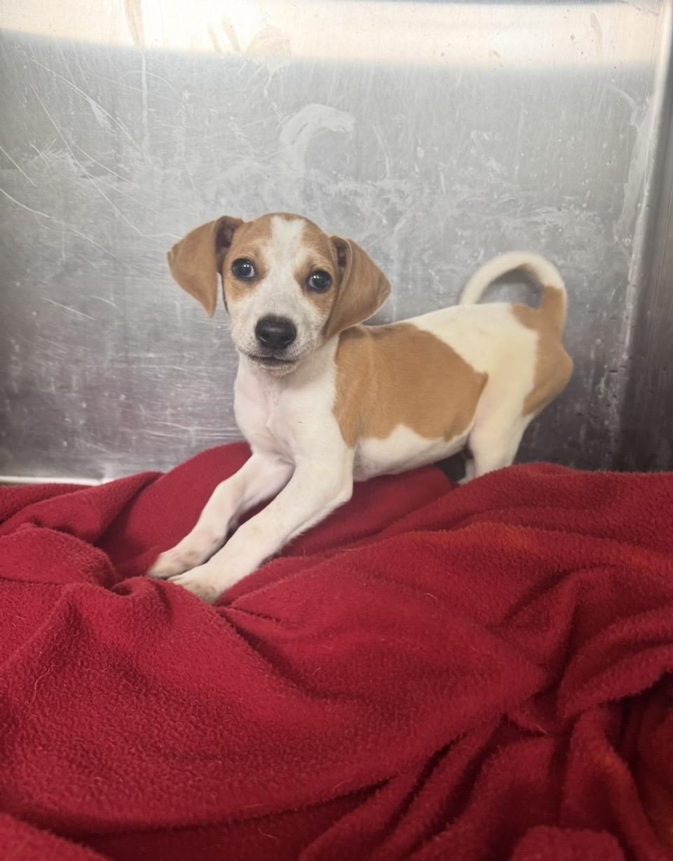Parker, a Adoptable mixed breed in Pensacola, FL image 1/2