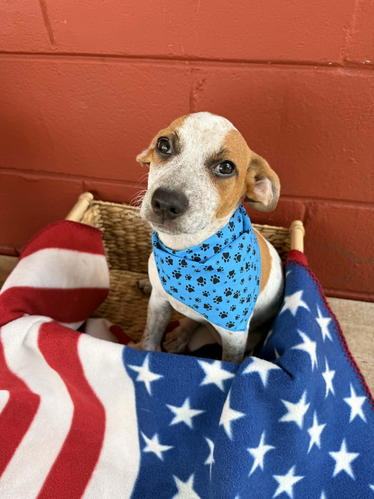 Parker, a Adoptable mixed breed in Pensacola, FL image 2/3