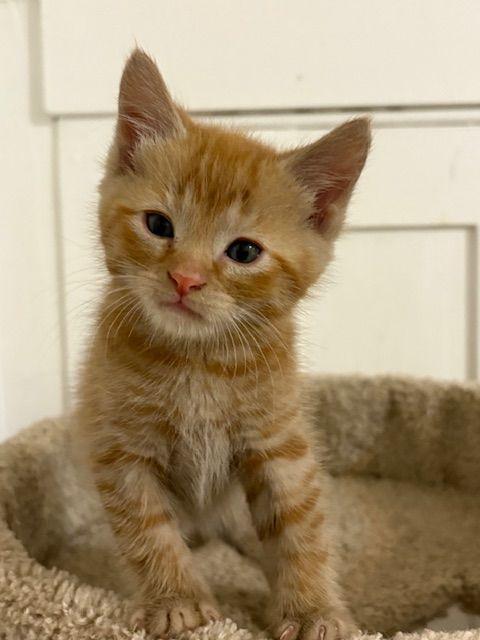 Stewart, Margo, Kevin, Adopted, Kitten Male Domestic Short Hair.