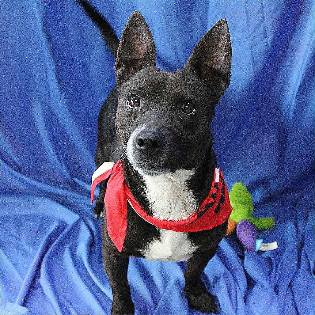 Jesus in NH! Come Meet our Adoptable Dogs Wednesday-Saturday. More info in Bio!, a ADOPTABLE mixed breed in Manchester, NH image 1/6