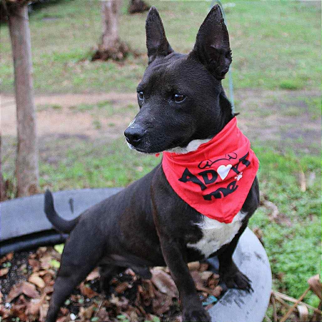 Jesus in NH! Come Meet our Adoptable Dogs Wednesday-Saturday. More info in Bio!, a ADOPTABLE mixed breed in Manchester, NH image 2/6